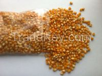 https://www.tradekey.com/product_view/Butterfly-Corn-For-Popcorn-8274541.html