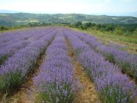 pure organic lavender oil