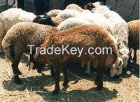 sheep (fat tails)