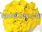 Fresh Yellow Roses