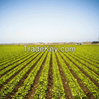 Millet and Sorghum Grains