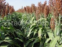 Red And White Sorghum For Sale