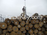 Timber Logs and Sawn Board
