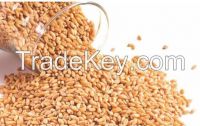 Durum Wheat Grade 3