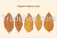 Dried Virginia Burley Tobacco Leaves 
