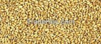 Soft Milling Wheat, 1st Grade