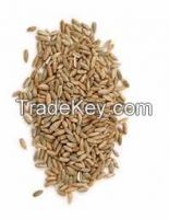 rye grain