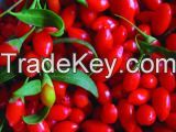 Organic Goji Berry-Chinese Goji Berry