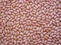 Peanut kernels Virginia type