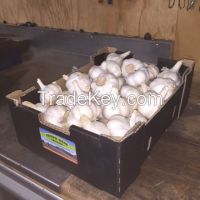 Australian grown White Garlic