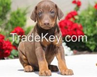 doberman puppies