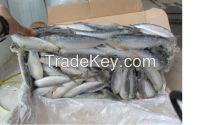 sardine frozen for bait just for your tuna' tongue