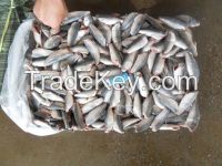 Horse Mackerel HGT For CAN just for your tongue