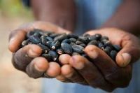 Jatropha Seeds For Sale Philippines