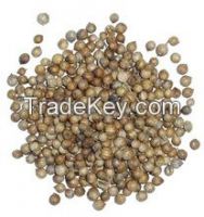 Coriander