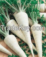 Parsley root