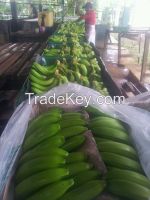 Cavendish bananas.