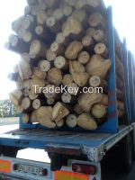 Spruce logs (dry)