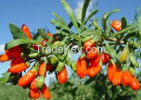 https://es.tradekey.com/product_view/2014-Goji-Berry-organic-Goji-Berry-chinese-Wolfberry-7666572.html