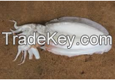 Cuttell Fish Squid