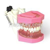 Typodont (Dentos)