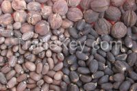 High quality Jatropha seeds for sale