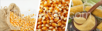 High quality yellow & white corn for sale