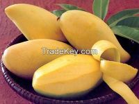 Best Quality Fresh Mangos from Vietnam