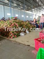 Best Quality Fresh Dragon Fruits from Vietnam