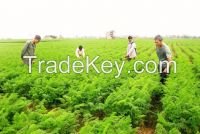 Vietnamese fresh carrot 