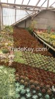 https://fr.tradekey.com/product_view/Echeveria-7579503.html