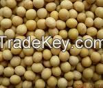 Soyabean Seed