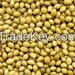 Coriander