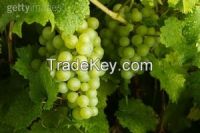 The Perlette Grape