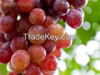 https://www.tradekey.com/product_view/Flame-Grape-7624415.html