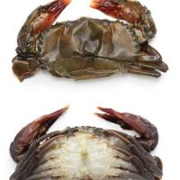 Soft Shell Crab