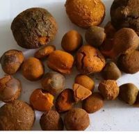 Cow gallstones