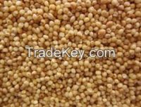 Sorghum