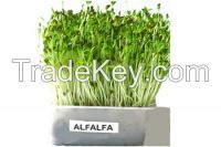 Alfalfa - Organic 1LB