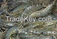 Parrot Fish, Sword Fish, Frozen Mackerel, Yellow Croaker, Black Tiger Shrimps, Slipper Lobster