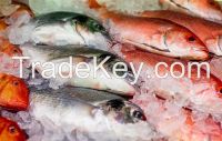 Curacha Crabs, Sea Cucumber,  bluefish, mackerel, salmon jerky, herring, Sand Fish, Disco Fish, Corvina, gadus morhua, scouber scobrus