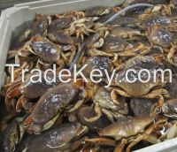 live Octopus, Cuttlefish, Lobster, pangasius fish, Silver Pomfret, mud crabs