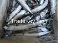 MACKEREL (Scomber Scombrus)