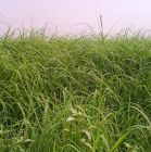 Rhodes grass hay