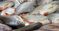 sea fishes, Frozen Sea Fish, mackerel loin, sardine, round scad  