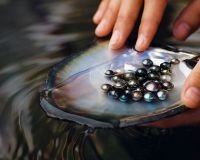 Tahitian Oyster or Black Pearls  - Grade AAA For sale