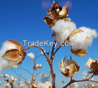 Organic Cotton