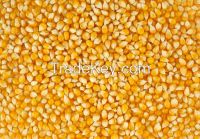 yellow corn, white corn, maize, corn starch