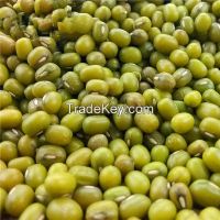 https://ar.tradekey.com/product_view/Chinese-First-Grade-Non-gmo-Green-Mung-Bean-With-Comjpetitive-Price-7663830.html