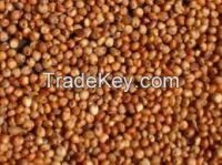 https://fr.tradekey.com/product_view/Australian-Sorghum-7843053.html